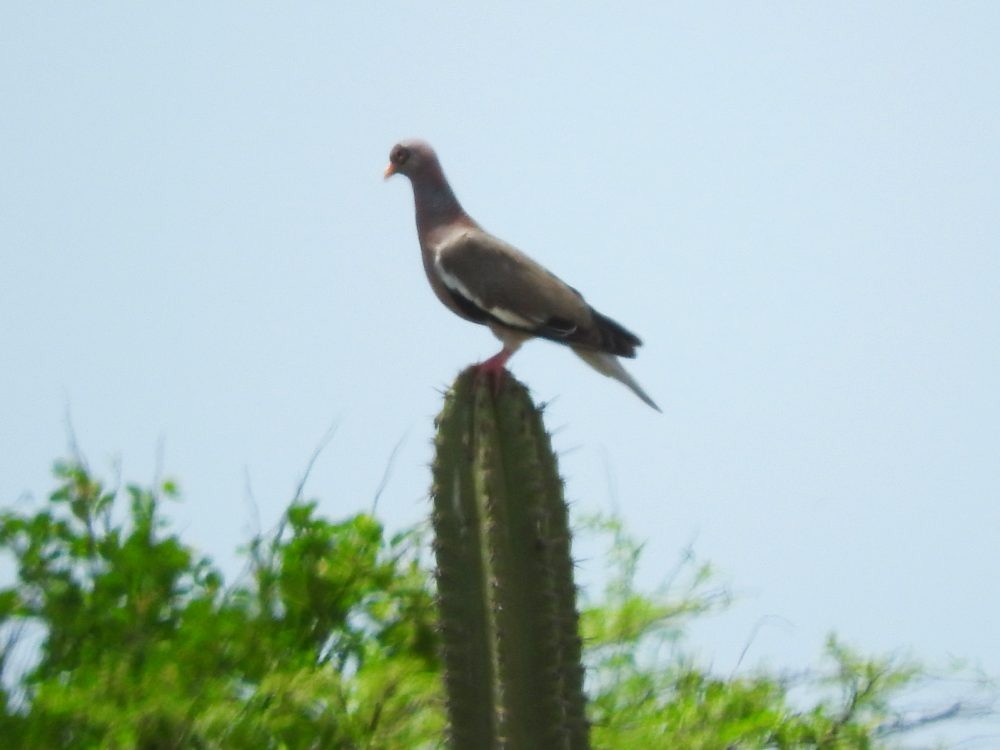 Bare-eyed Pigeon - ML620497947