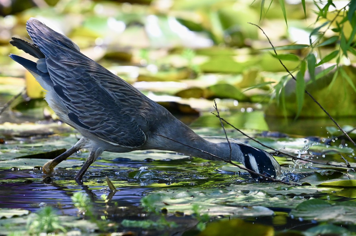 Yellow-crowned Night Heron - ML620497960