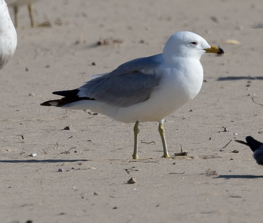 Ring-billed Gull - ML620497963