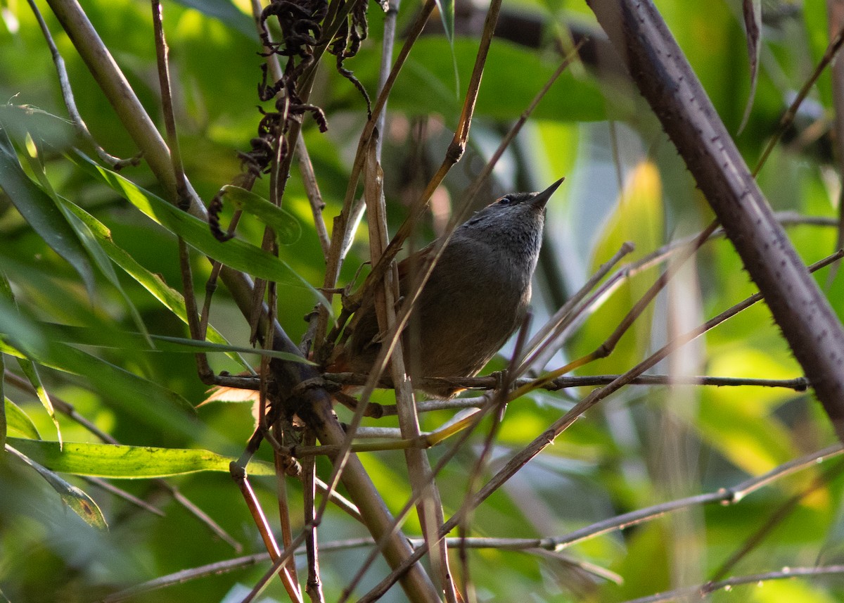 Rufous-capped Spinetail - ML620497966