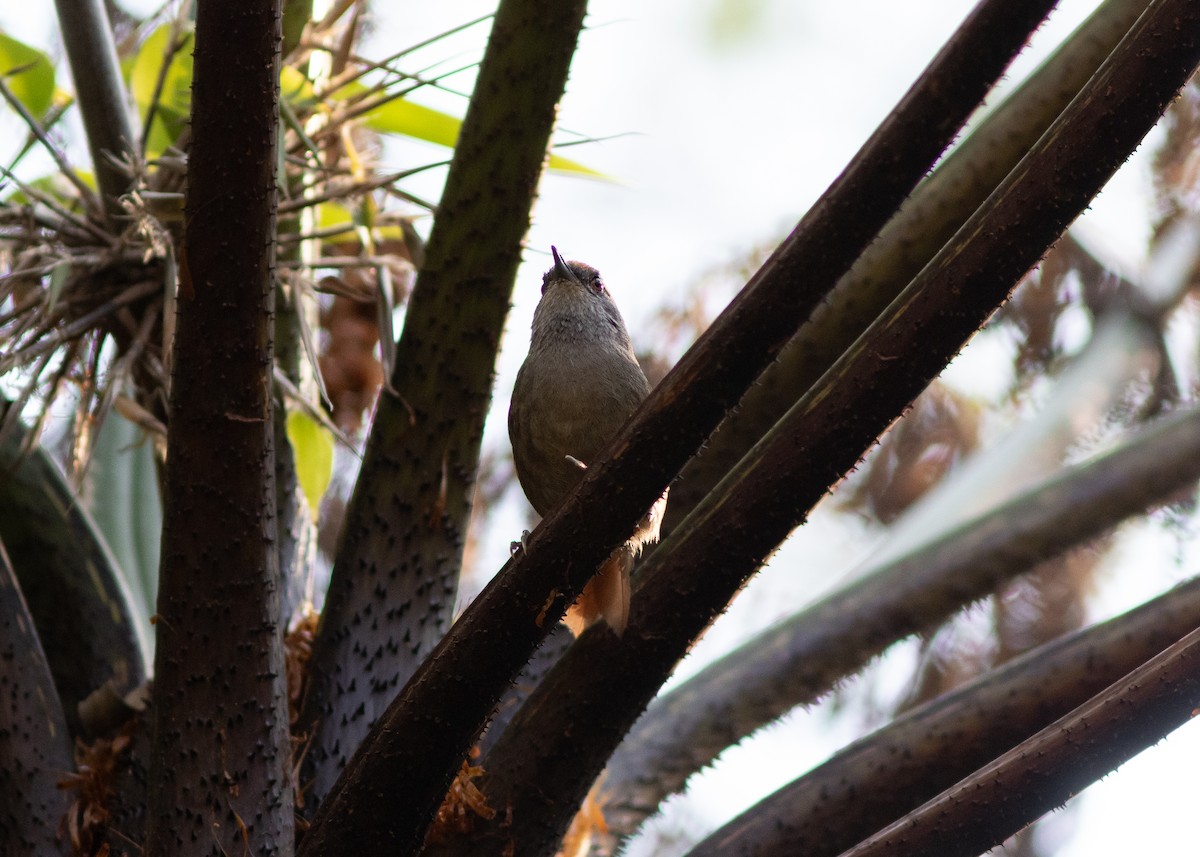 Rufous-capped Spinetail - ML620497967