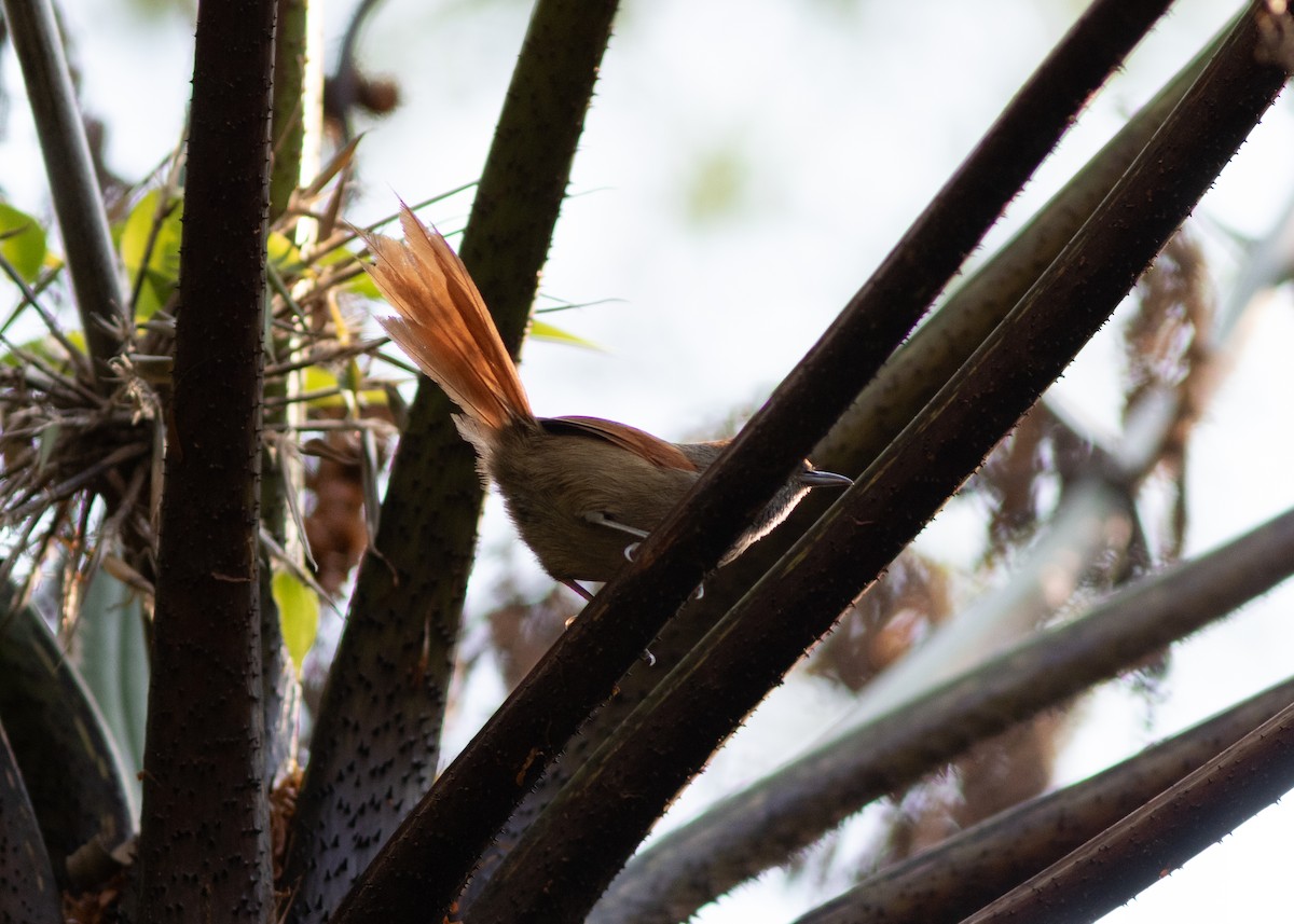 Rufous-capped Spinetail - ML620497969