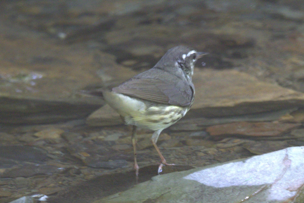 Louisiana Waterthrush - ML620497974