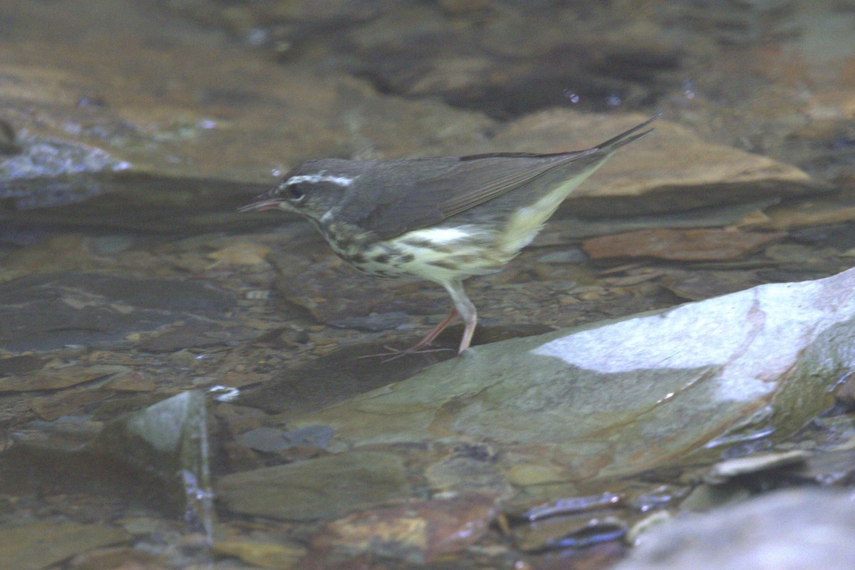 Louisiana Waterthrush - ML620497976