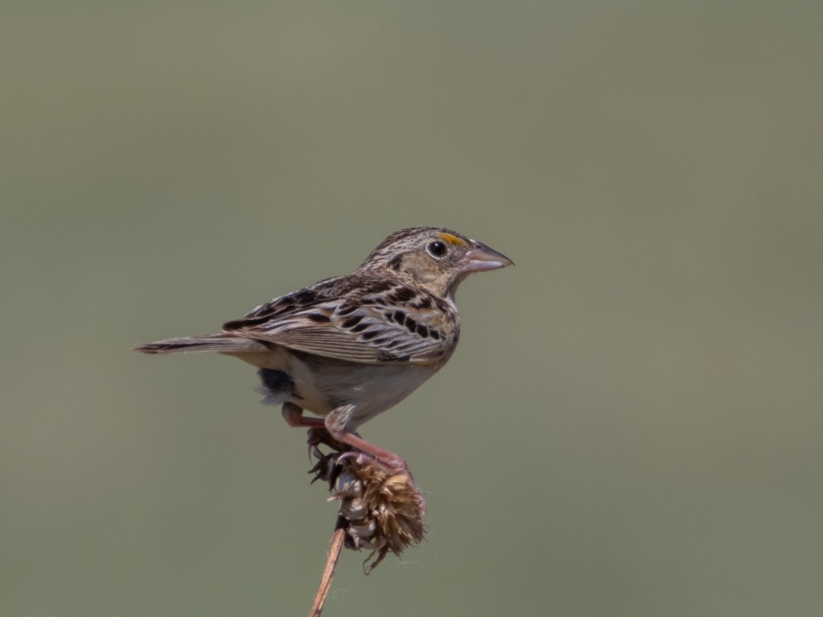 Chingolo Saltamontes - ML620497979