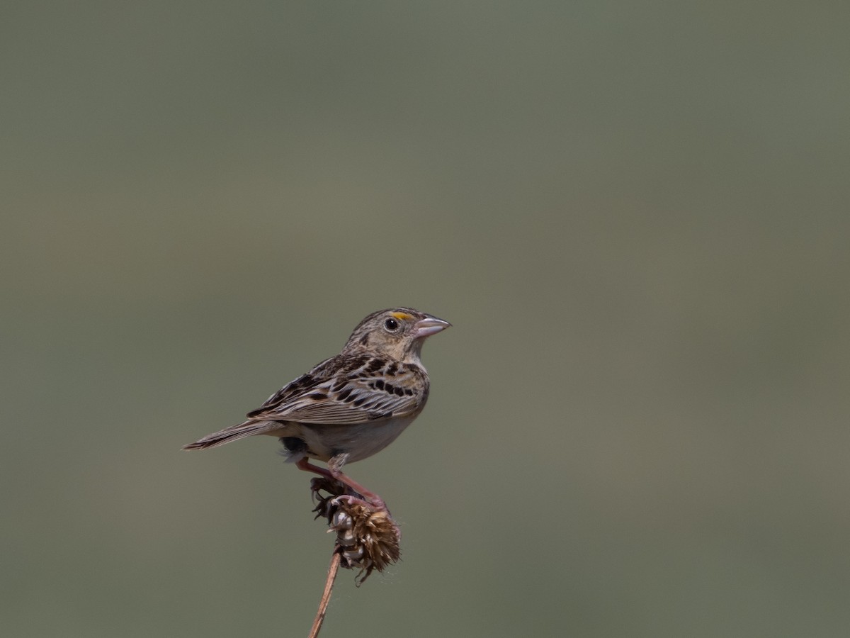 Grasshopper Sparrow - Stephen Tarnowski