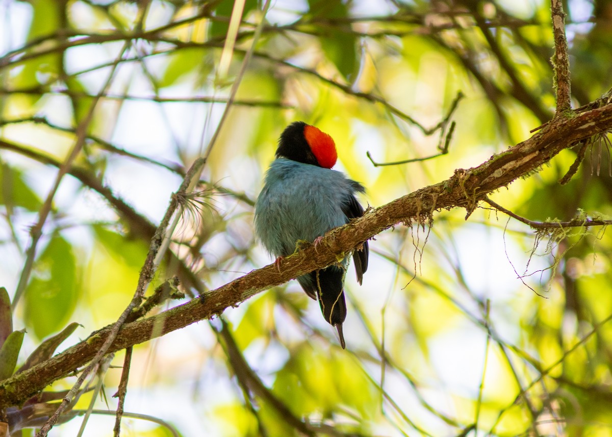 Swallow-tailed Manakin - ML620497982