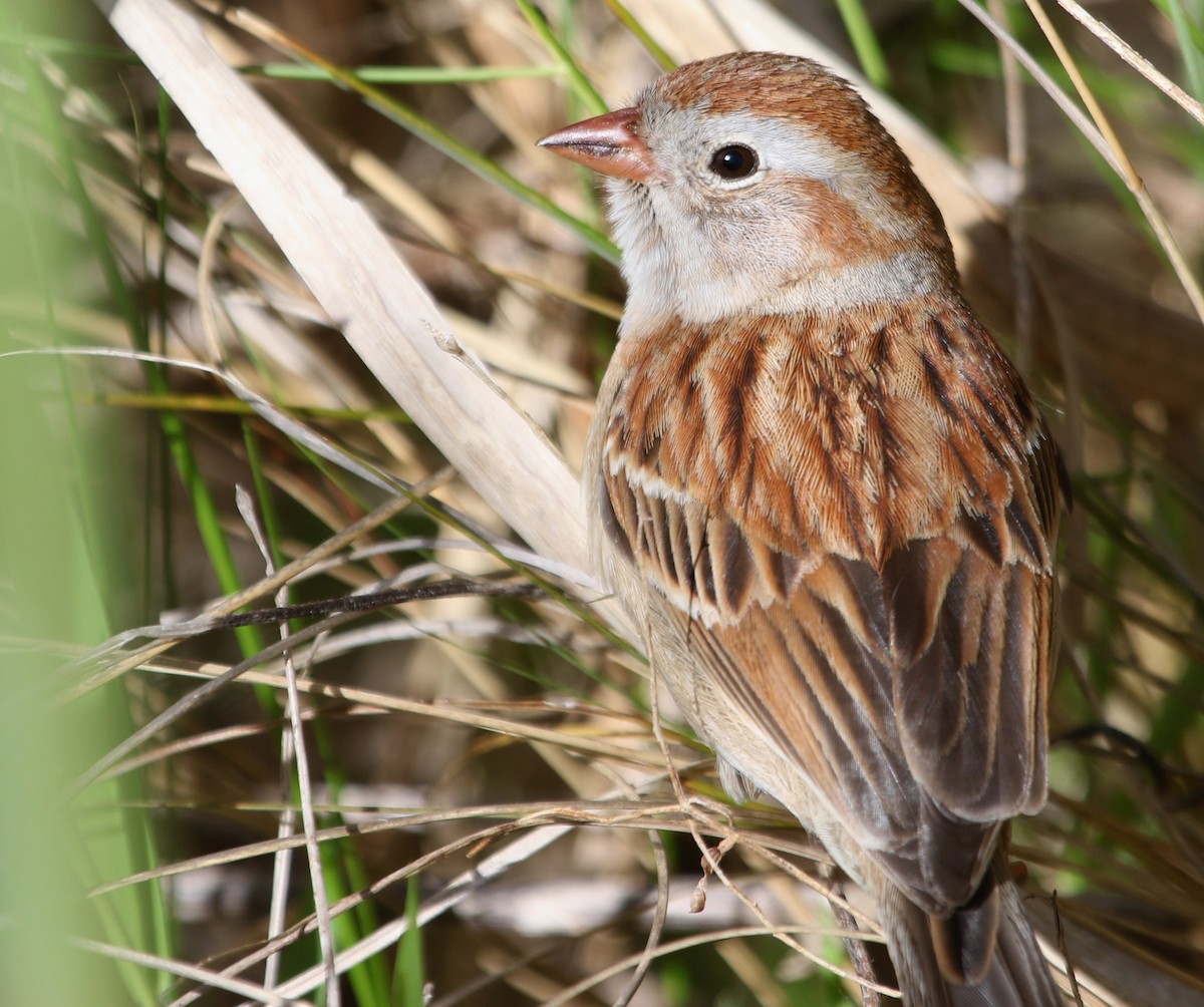 Field Sparrow - ML620497986