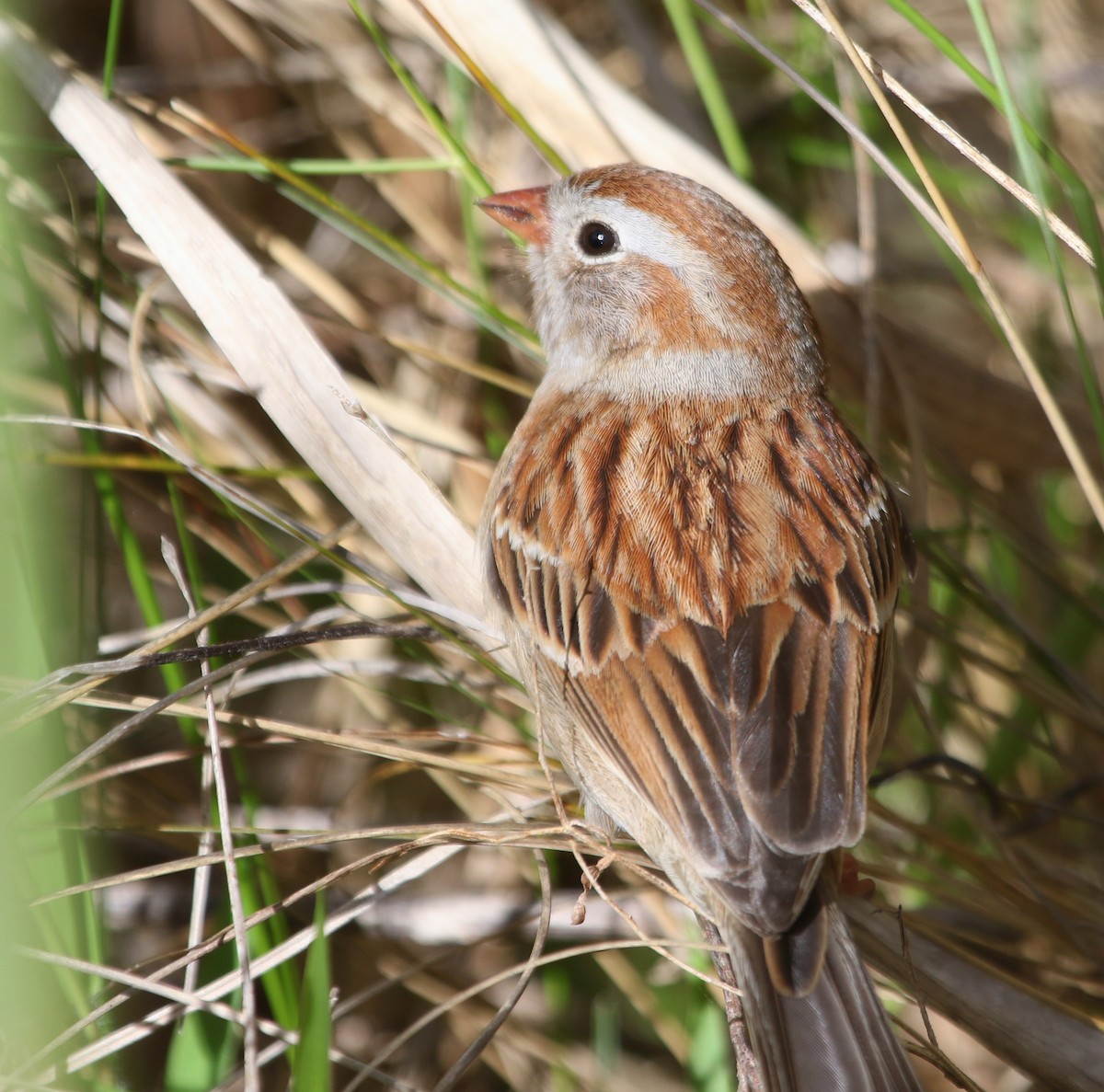 Field Sparrow - ML620497987