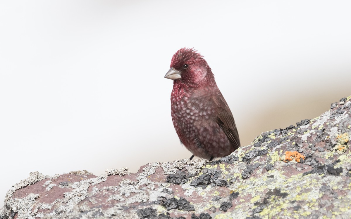 Great Rosefinch - Emmanuel Naudot