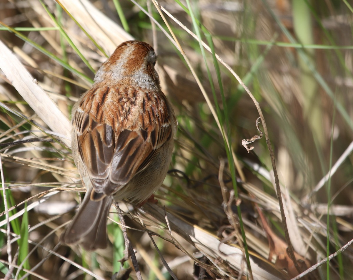 Field Sparrow - ML620497989