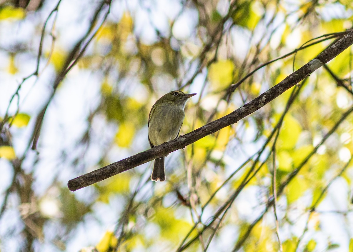 Hangnest Tody-Tyrant - ML620497991