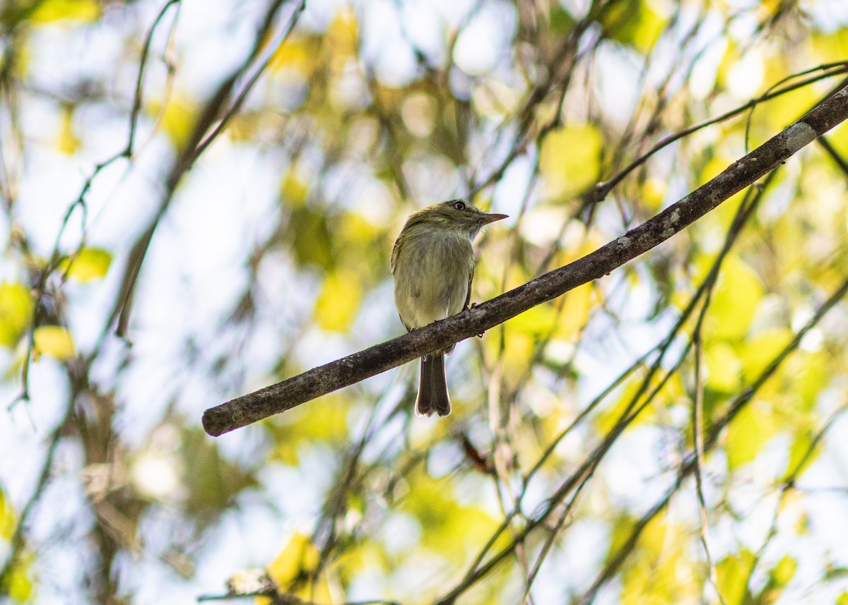 Hangnest Tody-Tyrant - ML620497992