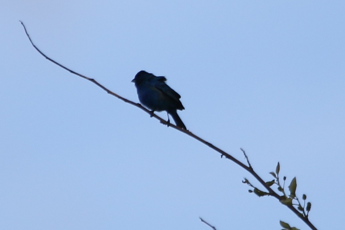 Indigo Bunting - ML620498007