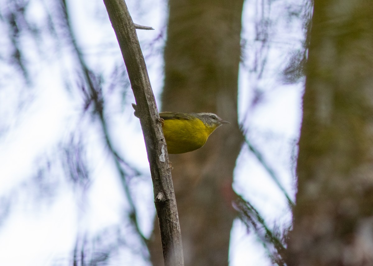 Golden-crowned Warbler - ML620498017