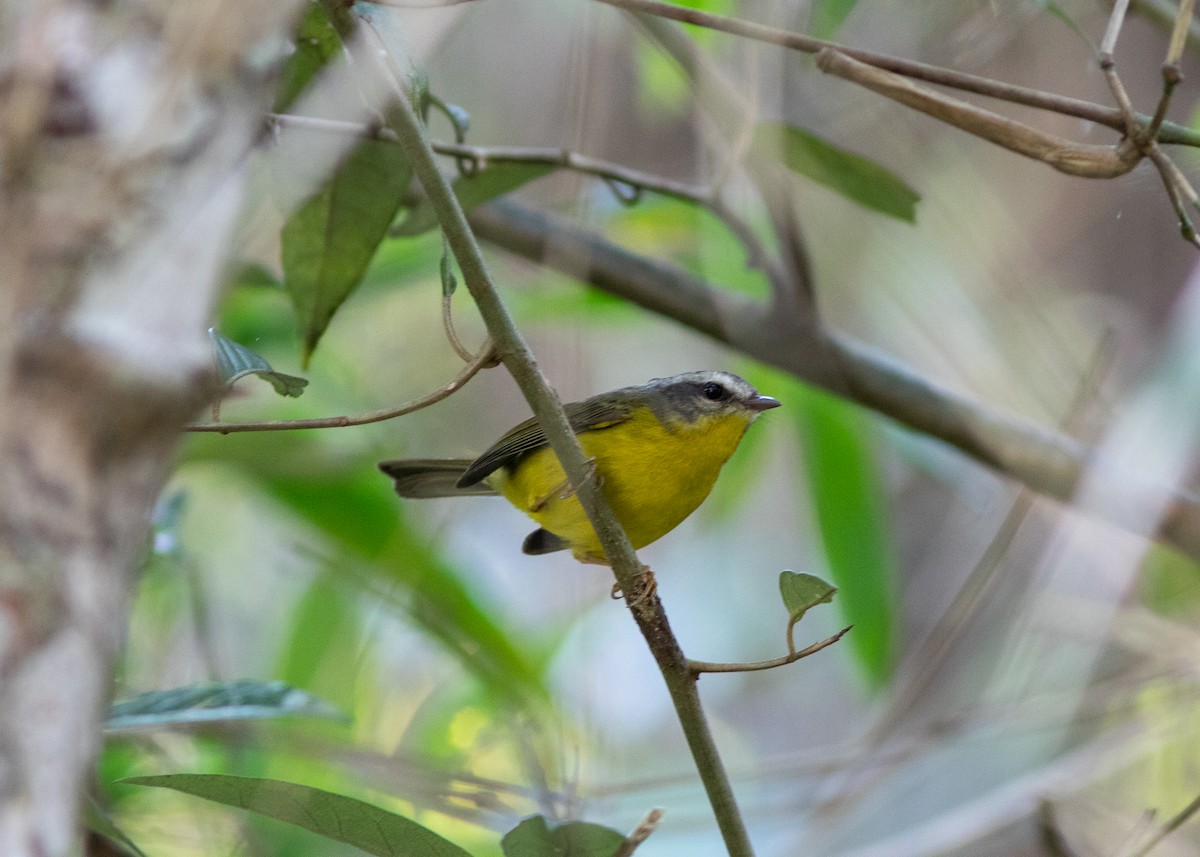 Golden-crowned Warbler - ML620498018