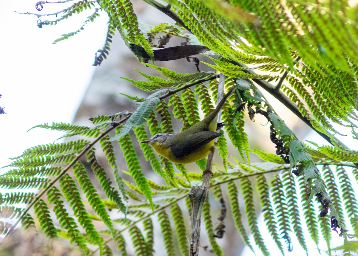 Golden-crowned Warbler - ML620498020