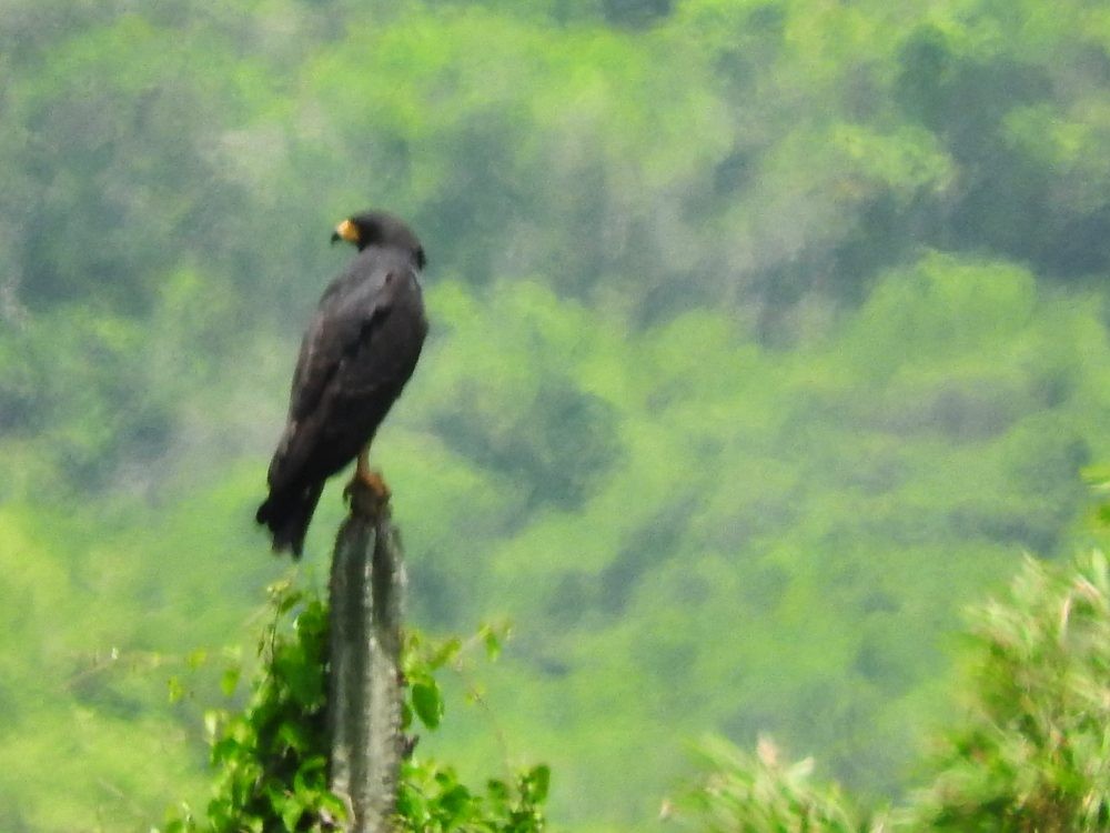 Common Black Hawk - ML620498021