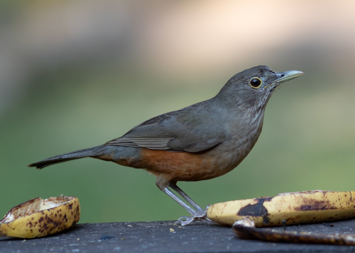 Rufous-bellied Thrush - ML620498029