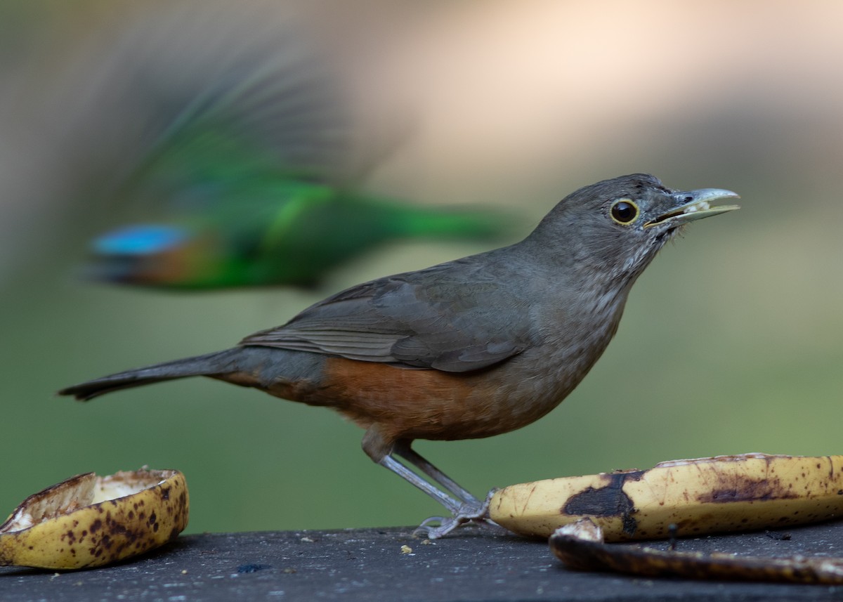 Rufous-bellied Thrush - ML620498030