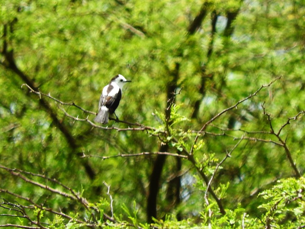 Pied Water-Tyrant - ML620498039