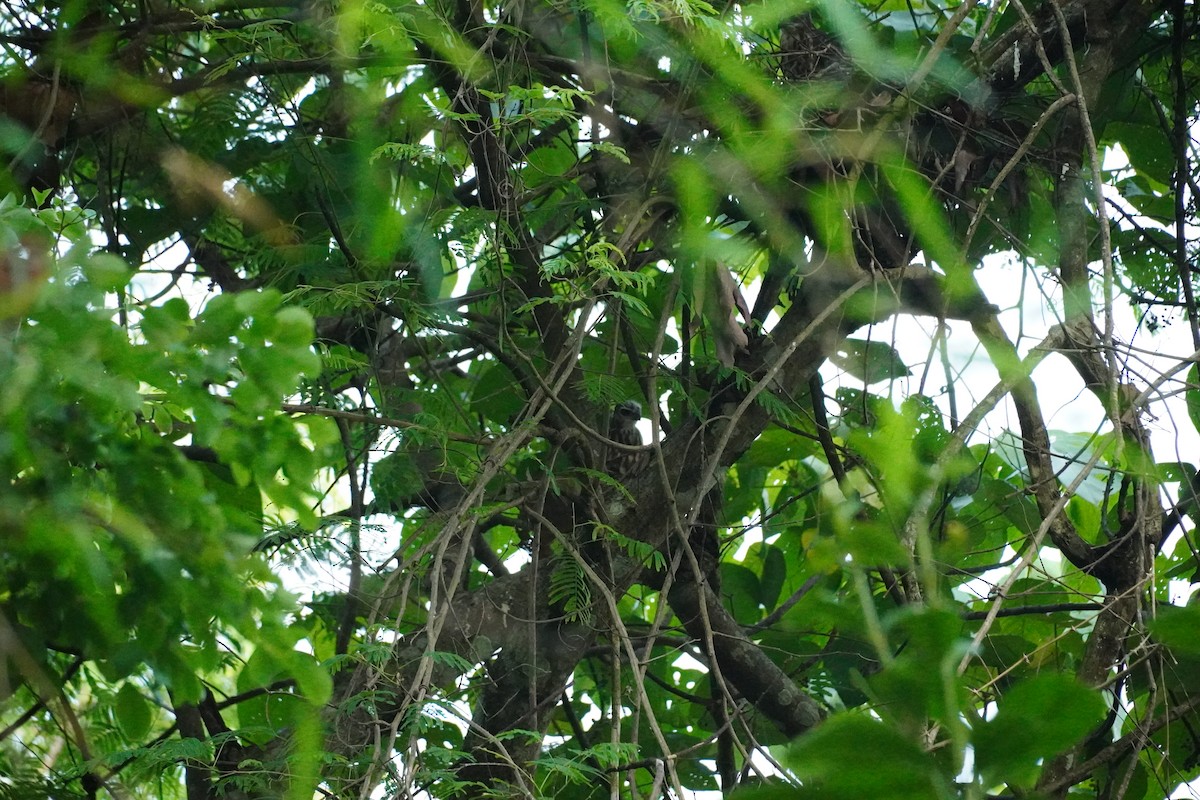 Crested Goshawk - ML620498040