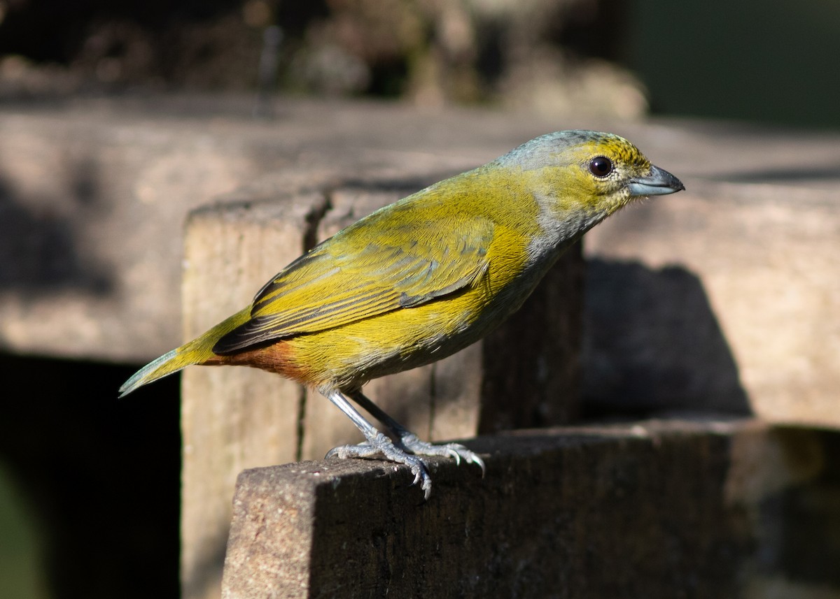 Chestnut-bellied Euphonia - ML620498043