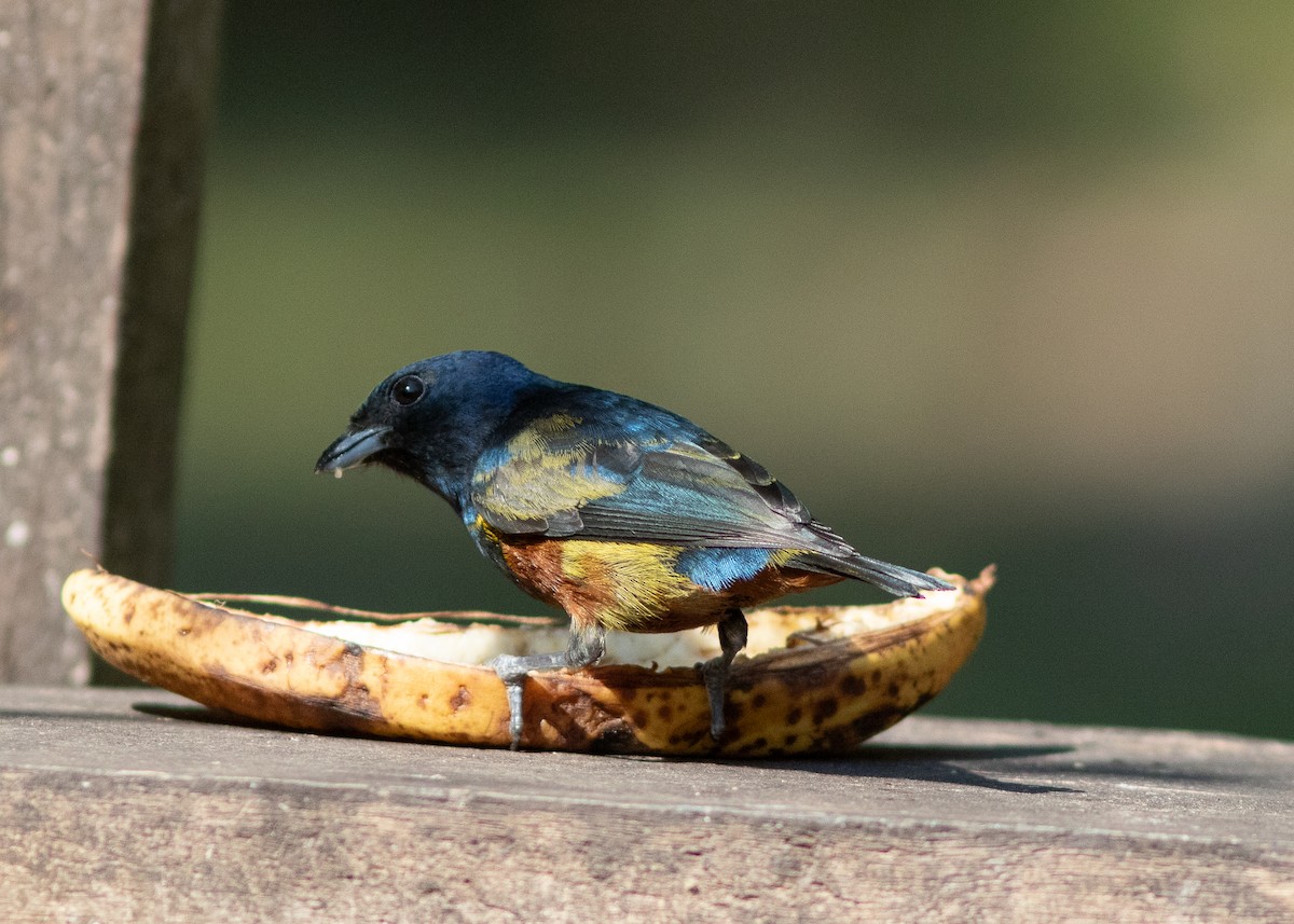 Chestnut-bellied Euphonia - ML620498044