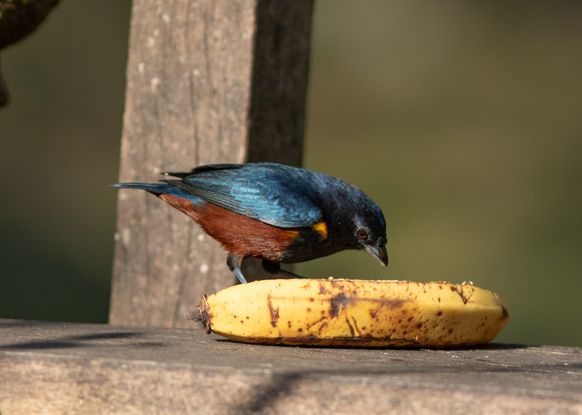 Chestnut-bellied Euphonia - ML620498048