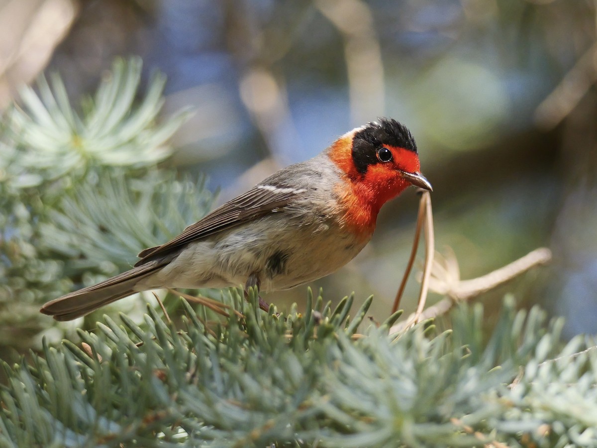 Red-faced Warbler - ML620498056