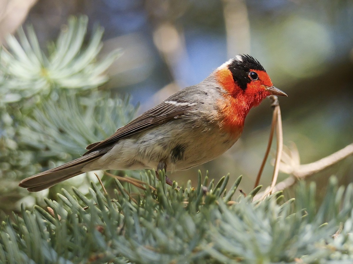 Red-faced Warbler - ML620498057