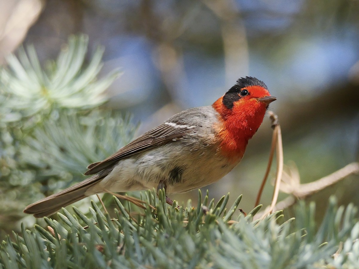 Red-faced Warbler - ML620498058