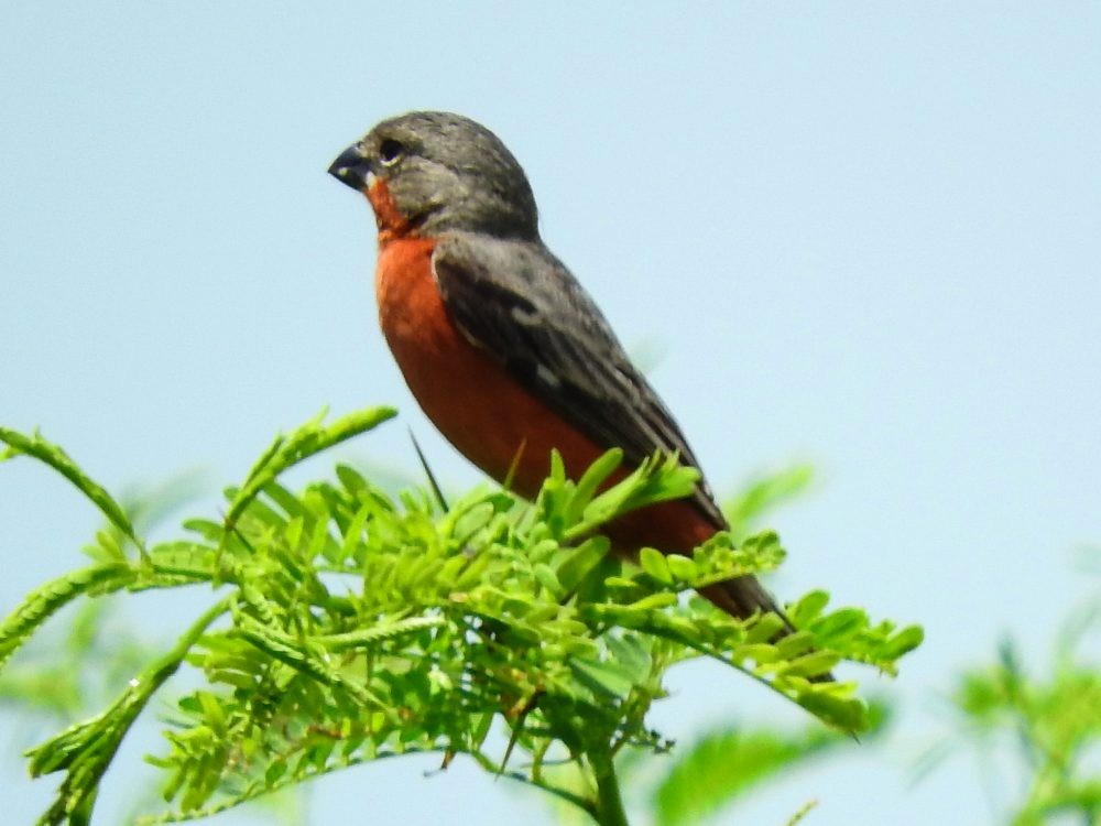 Ruddy-breasted Seedeater - Fernando Nunes