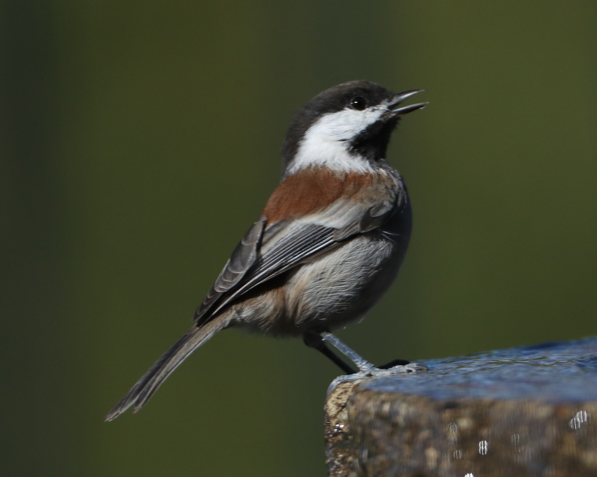 Mésange à dos marron - ML620498065