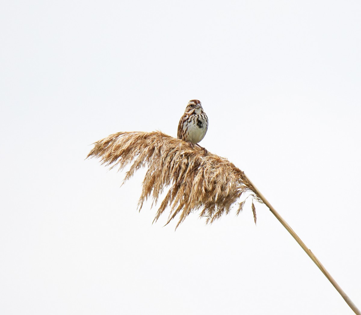 Song Sparrow - ML620498084