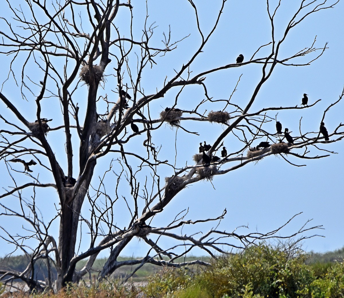 Great Cormorant - ML620498086