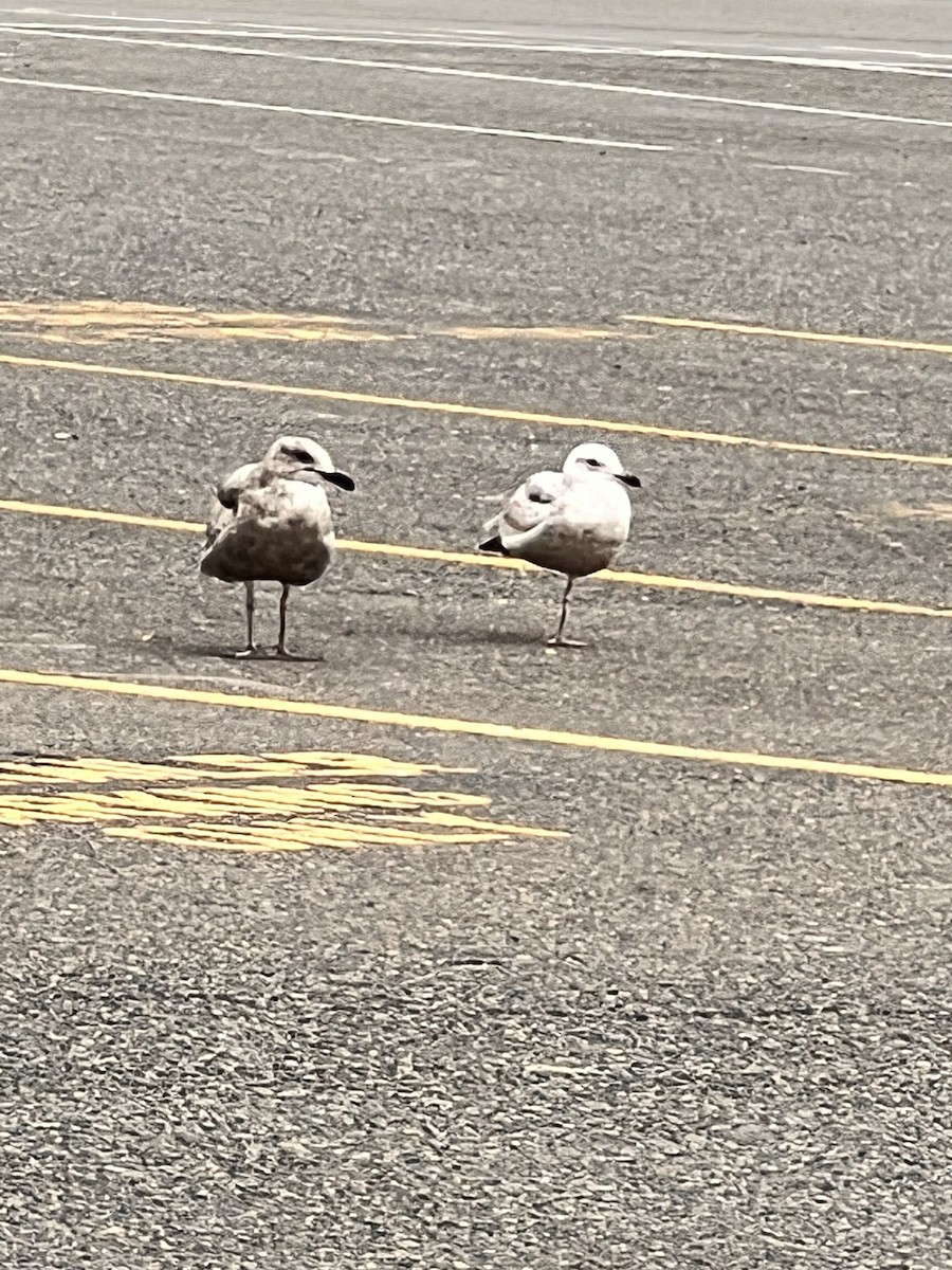 Glaucous-winged Gull - ML620498094