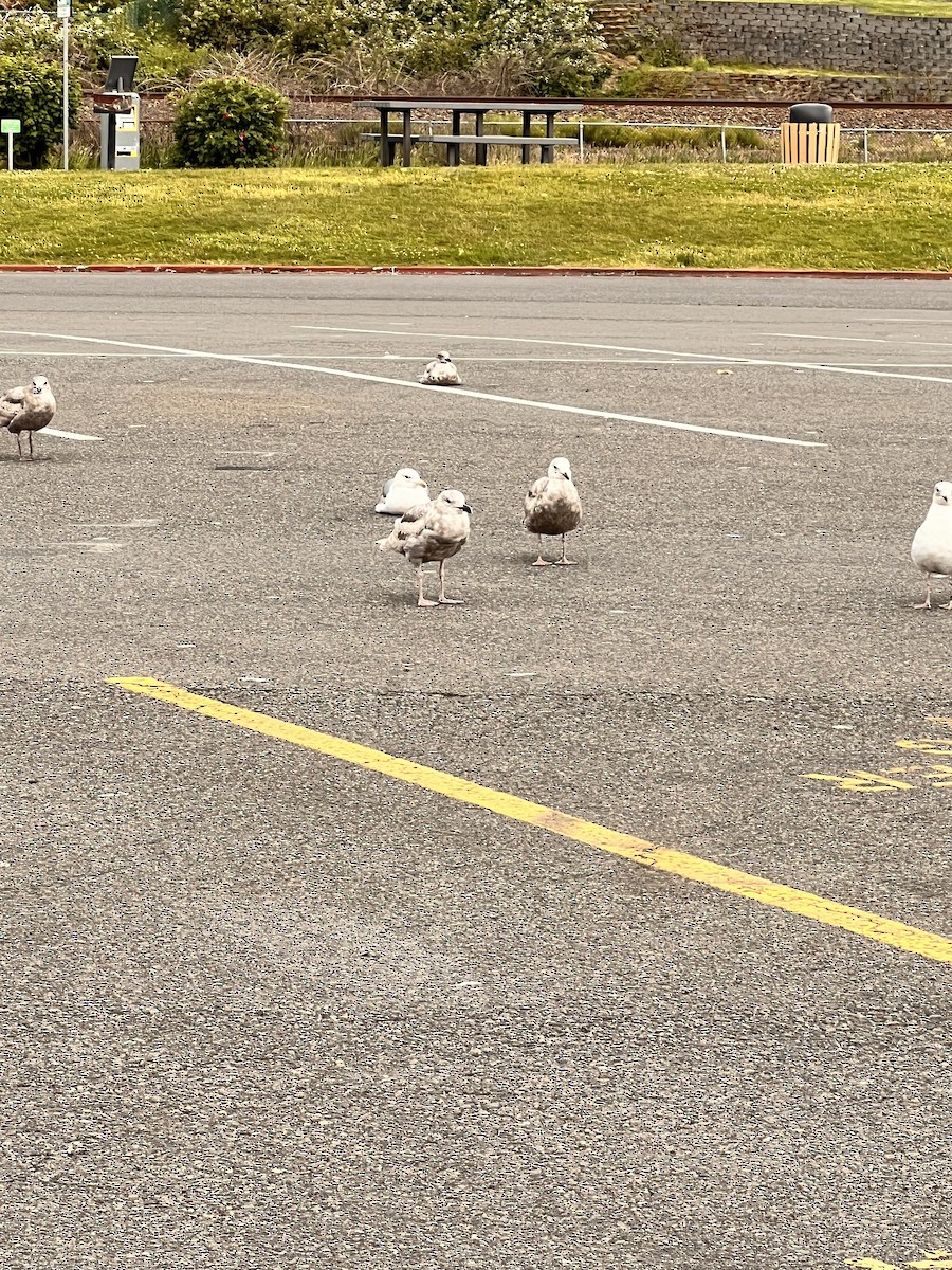 Glaucous-winged Gull - ML620498096