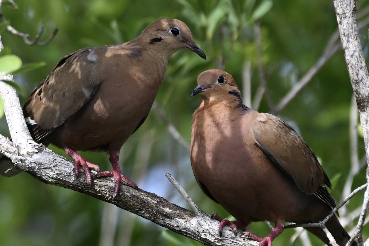 Zenaida Dove - ML620498115