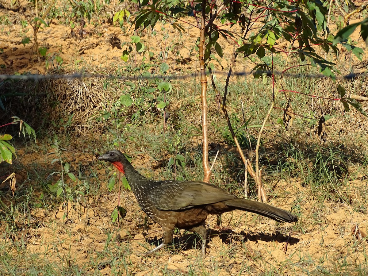 Dusky-legged Guan - ML620498121