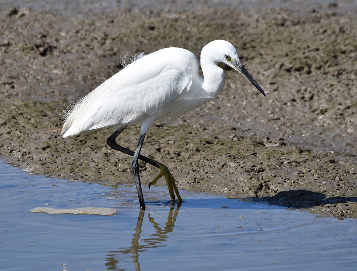 Little Egret - ML620498122