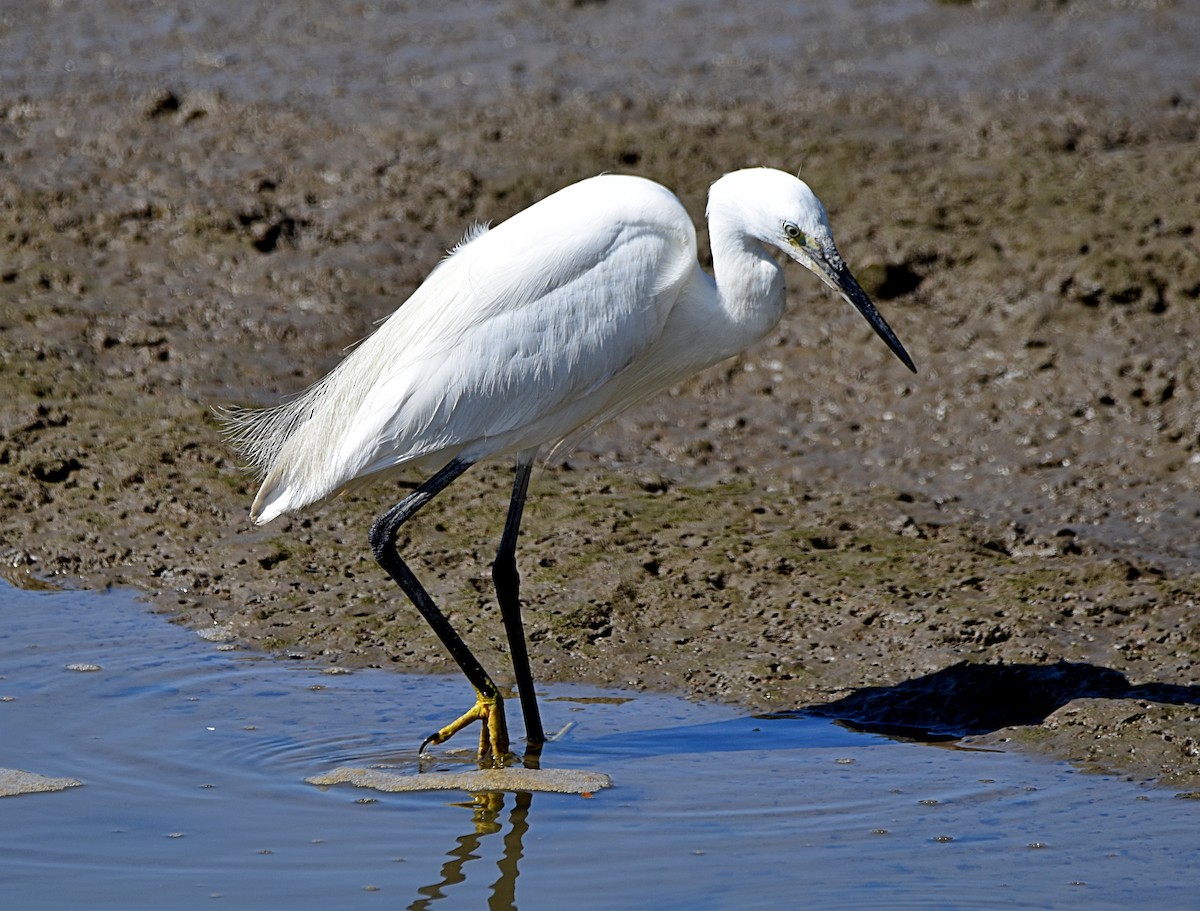 Little Egret - ML620498123