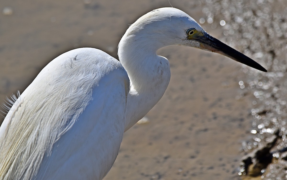 Little Egret - ML620498125