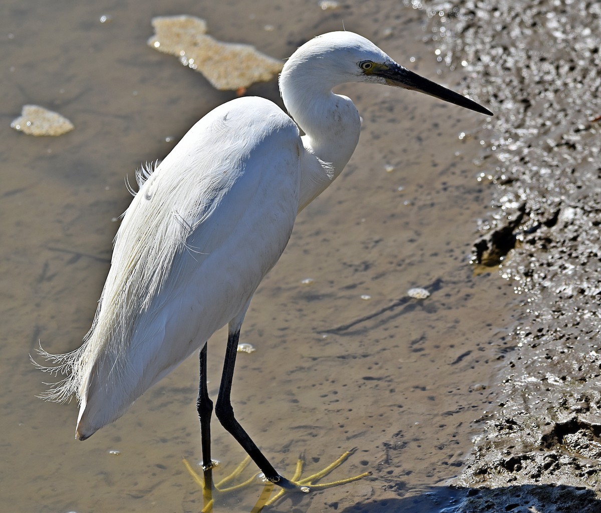 Little Egret - ML620498126