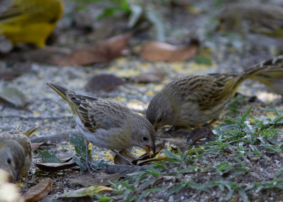 Saffron Finch - ML620498128