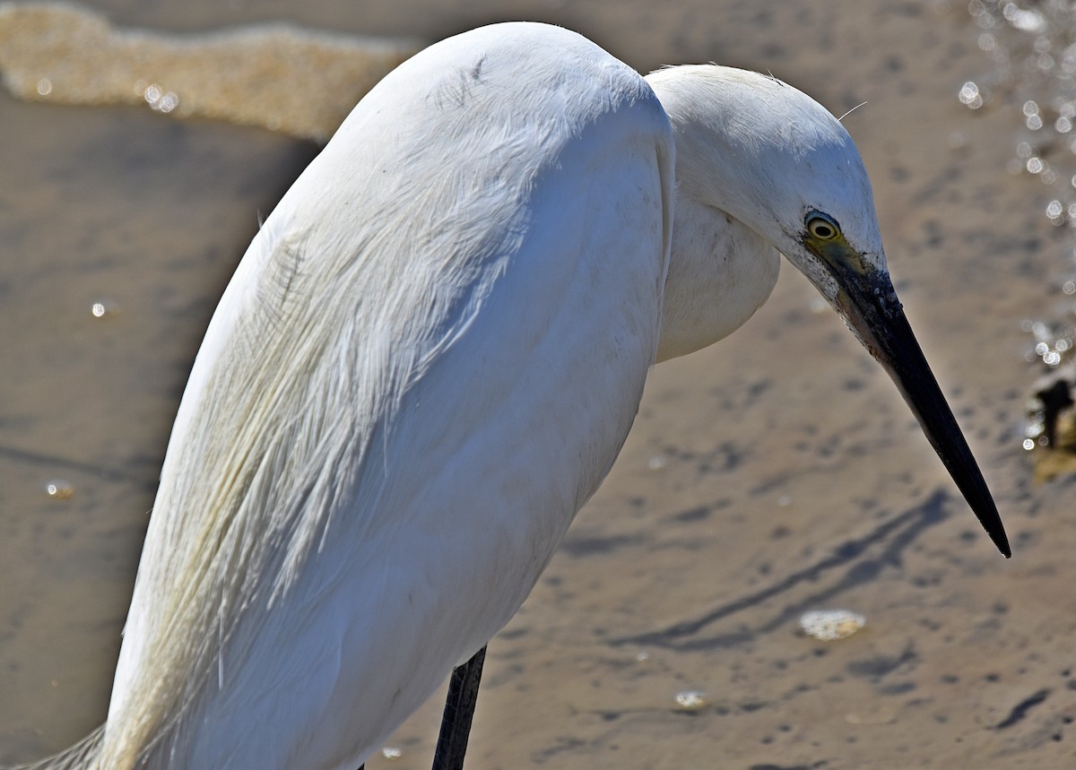 Little Egret - ML620498129