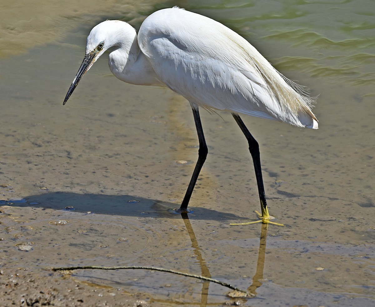 Little Egret - ML620498132