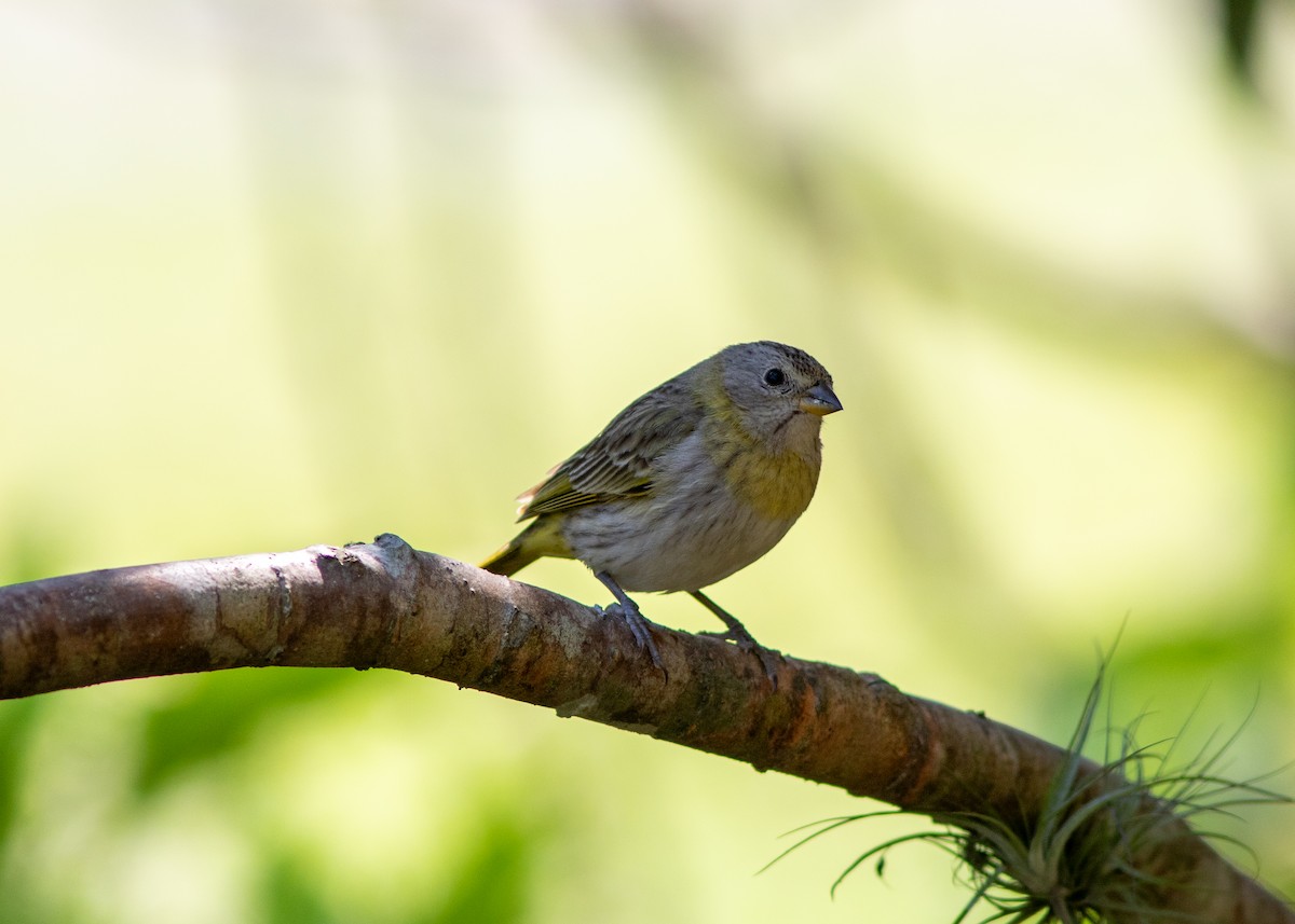 Saffron Finch - ML620498133