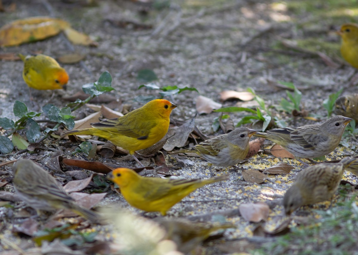 Saffron Finch - ML620498136