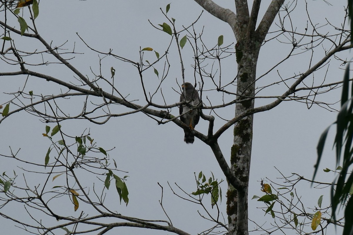 Roadside Hawk - ML620498139